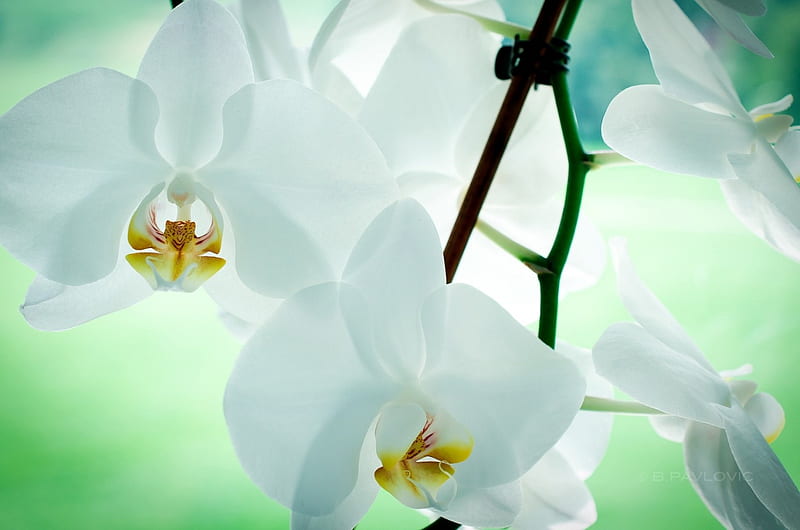*** White Orchid ***, biala, kwiaty, orchidea, nature, HD wallpaper