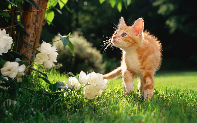 orange tabby kitten-Cute pet cat, HD wallpaper