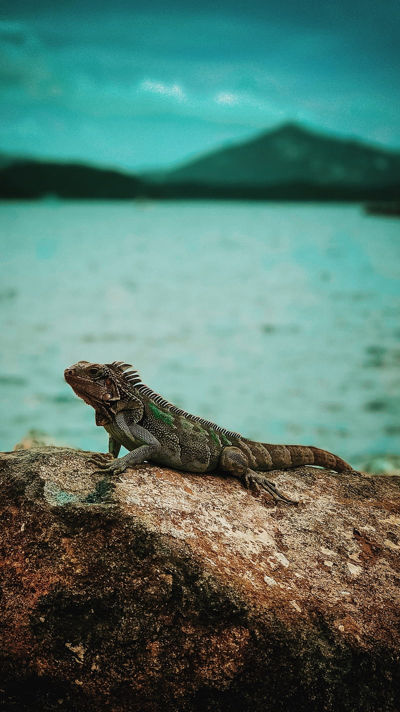 Iguana , lizard, iguana, HD phone wallpaper
