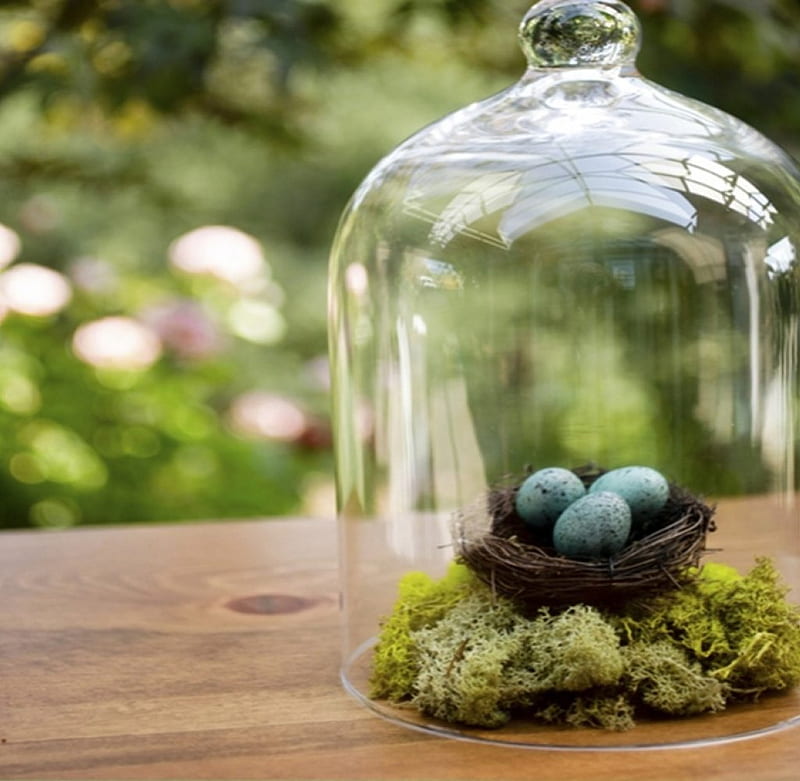 In frame (2), life, clear, decoration, dome, still life, glass, green, plants, eggs, garden, HD wallpaper