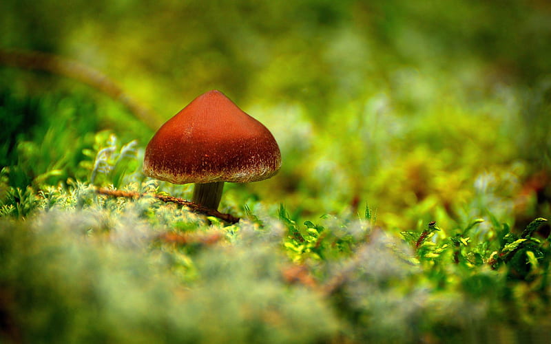 tiny mushroom-2012 Macro graphy Featured, HD wallpaper