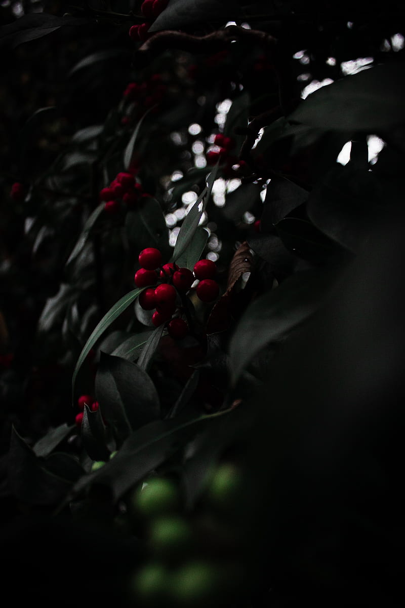 rowan, berries, red, branch, plant, HD phone wallpaper