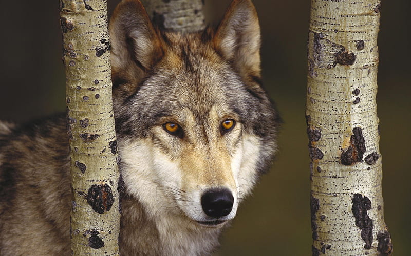 watcher in the woods grey wolf-Nature wild animals Featured, HD wallpaper