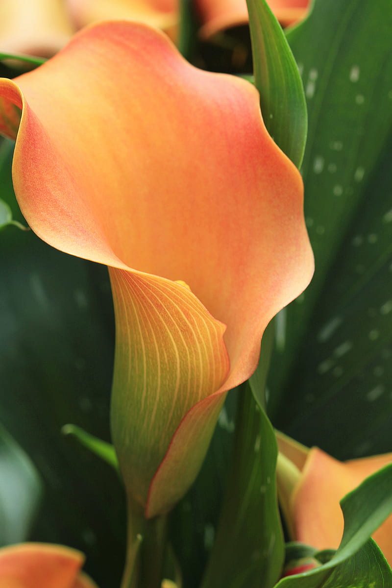 calla, flower, orange, plant, HD phone wallpaper