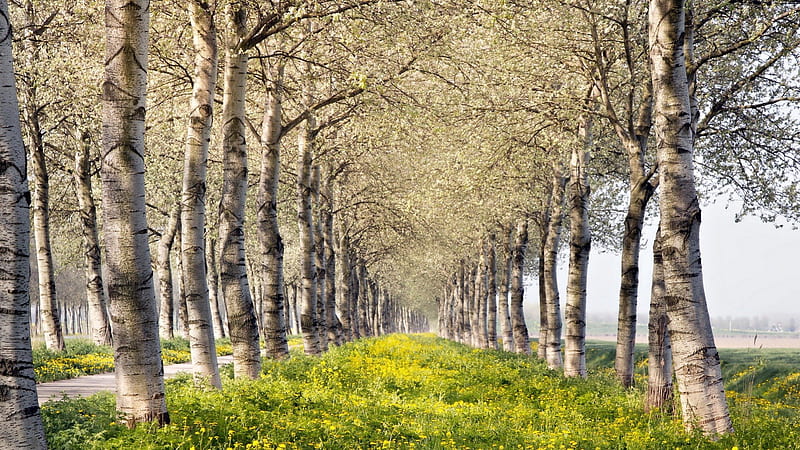 rows of lovely birch trees in spring, grass, blossoms, spring, road, trees, HD wallpaper