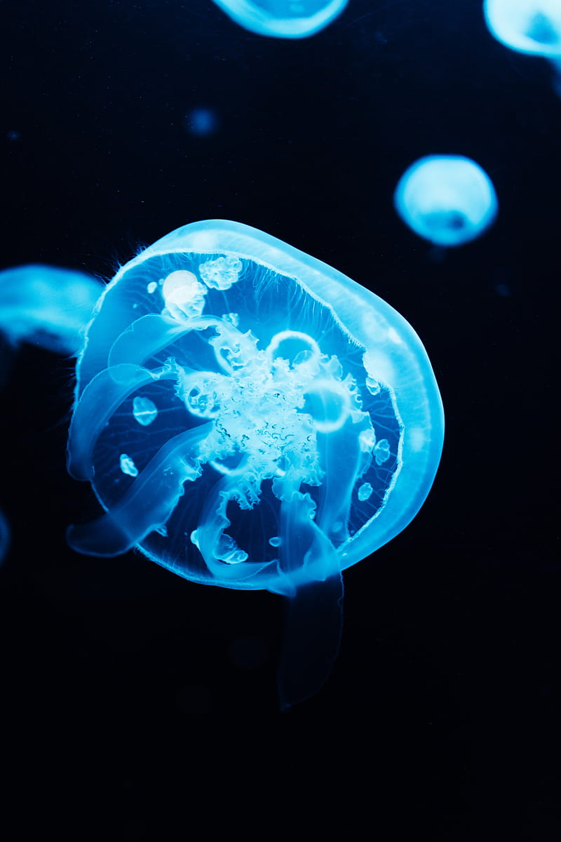 jellyfish, glow, blue, underwater, HD phone wallpaper
