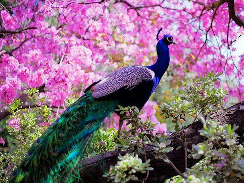 Peacock perch, peacock, flowers, bird, perch, HD wallpaper