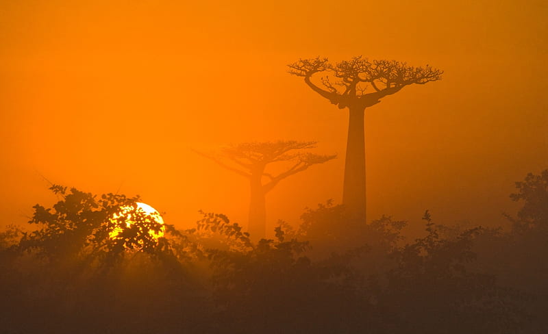 Trees, Sun, Dawn, Tree, Sunrise, Earth, Baobab Tree, Afica, HD wallpaper