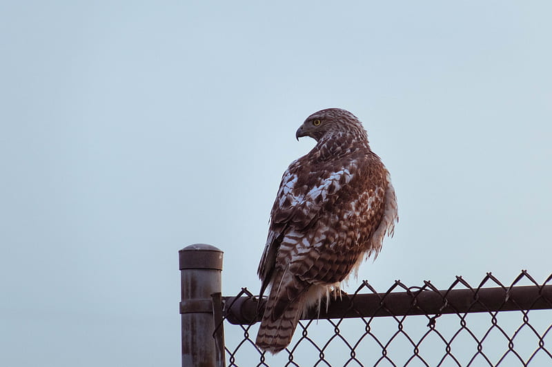 buzzard, bird, glance, fence, HD wallpaper