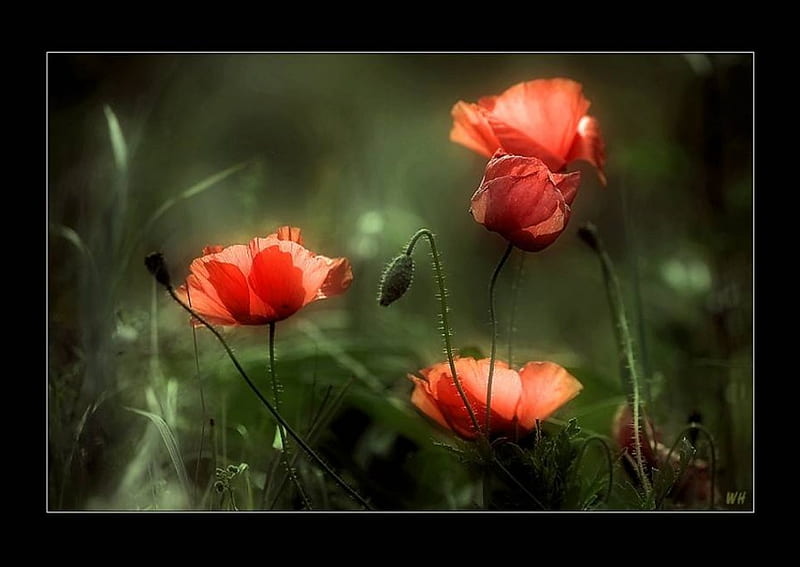 Soft Poppies, garden, soft red poppies, HD wallpaper