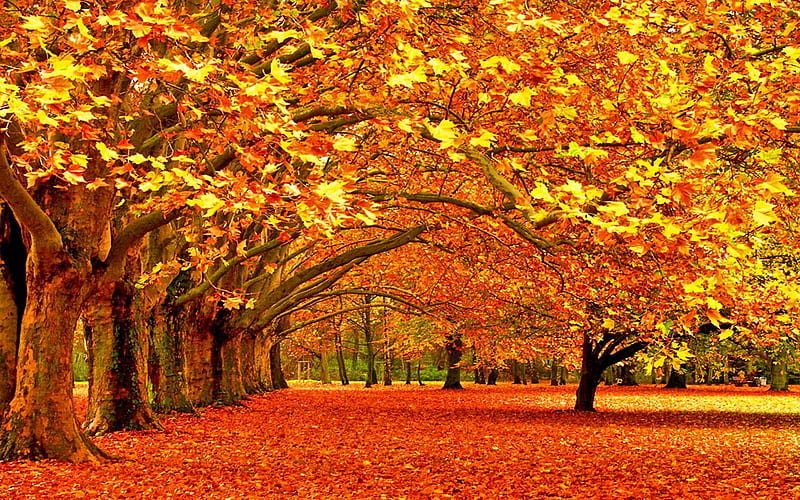 crisp autumn day, autumn, orange, colors, reds, trees, HD wallpaper