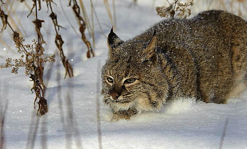 bobcat, snow, nature, cats, animals, winter, HD wallpaper
