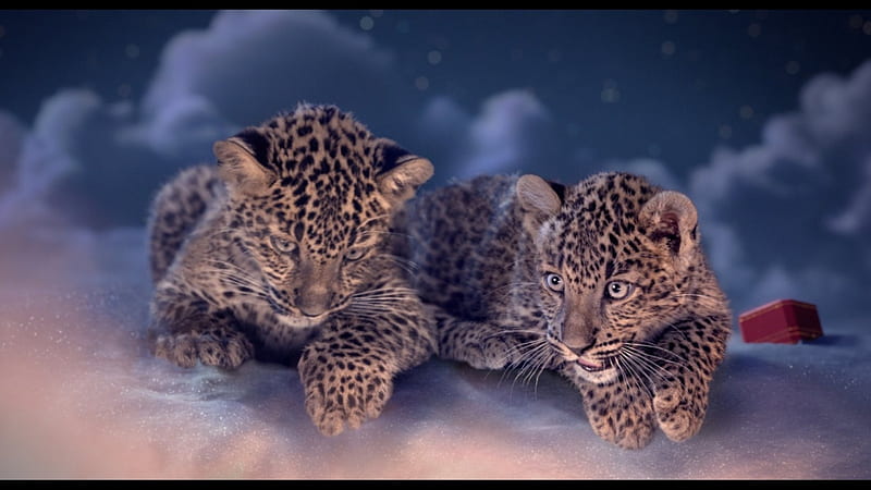 Cartier Leopard Cubs, Christmas, Cartier, Leopard, Night, Winter, HD wallpaper