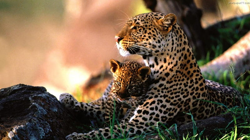 Mommy leopard and her baby., solitary, stealthy, shrewd, loyal, HD wallpaper
