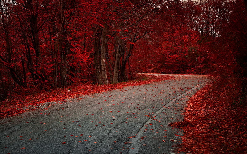 Red Leaves On Road Autumn Season, autumn, road, leaves, graphy, HD wallpaper