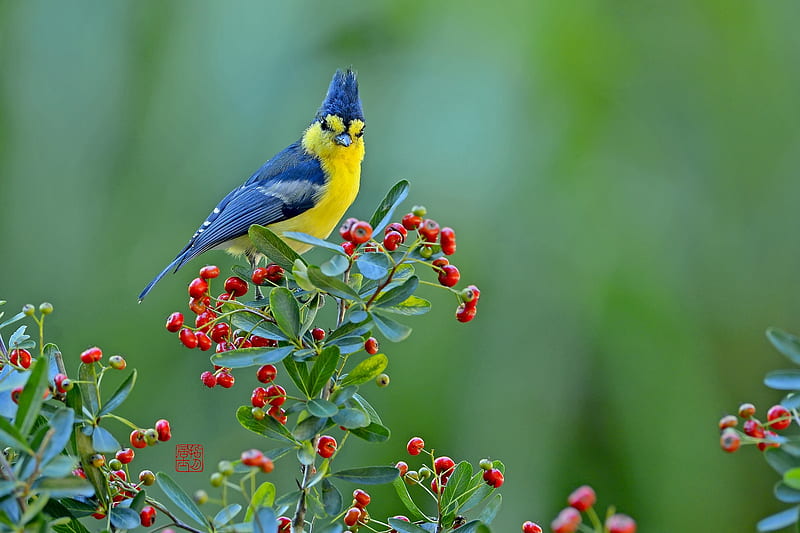 Bird, fruit, red, green, berry, pasare, yellow, blue, HD wallpaper