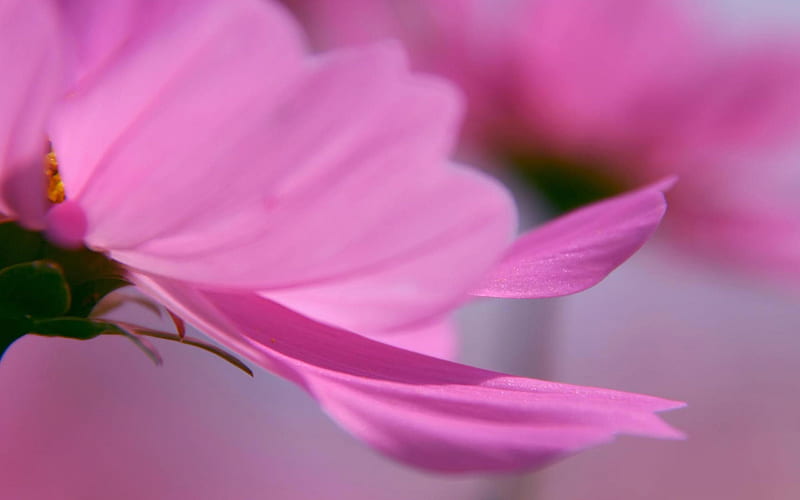 Pink petals-Flowers, HD wallpaper