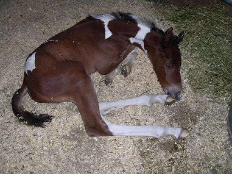 newborn pinto foal, foal, newborn, animals, horses, HD wallpaper