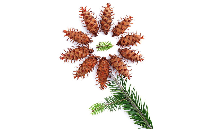 - Pine Cone flower- Christmas object and Element, HD wallpaper