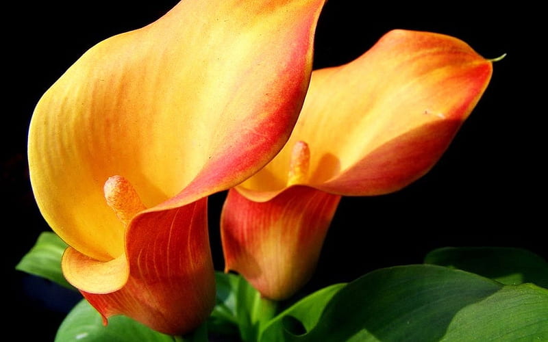 Lirio de cala, amarillo, naranja, hojas, pétalos, flor, Fondo de pantalla  HD | Peakpx