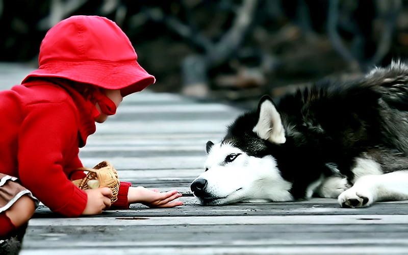 Just Love, red, children, adorable, animal, sweet, dog face, graphy, nice, friendship, love, hand, beauty, child, friends, animals, dog, lovely, pier, black, huskey, hat, cute, hands, paws, girl, basket, dog eyes, eyes, white, husky, dogs, HD wallpaper