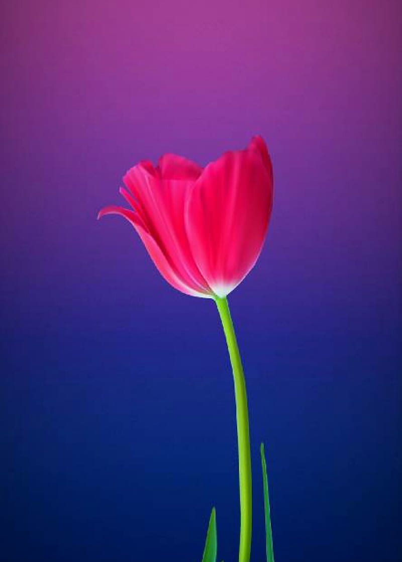 Campo de tulipanes rosas Fondo de pantalla 4k Ultra HD ID11687