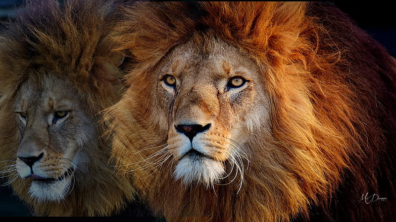 León león, reyes, áfrica, gato grande, naturaleza, collage, tema de la  persona de firefox, Fondo de pantalla HD | Peakpx