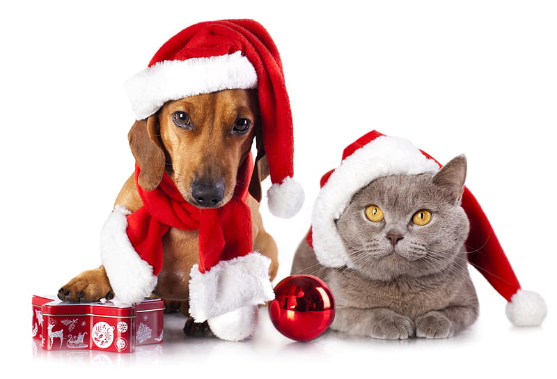 Merry Christmas!, red, craciun, christmas, caine, cat, animal, hat, santa, white, couple, pisica, dog, HD wallpaper