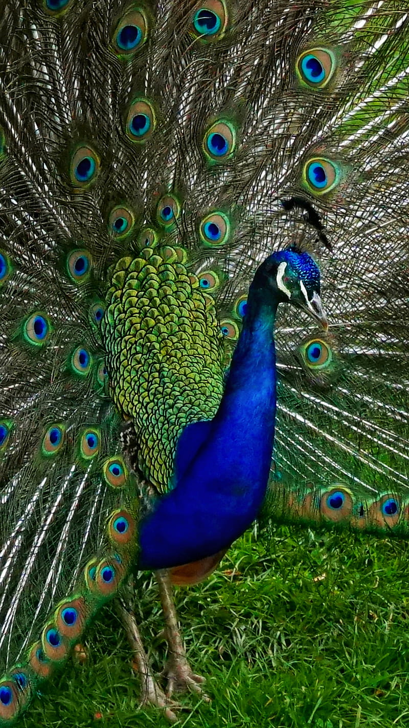  real, pájaros, animal, animales, pájaro, azul, plumas, verde,  naturaleza, Fondo de pantalla de teléfono HD | Peakpx