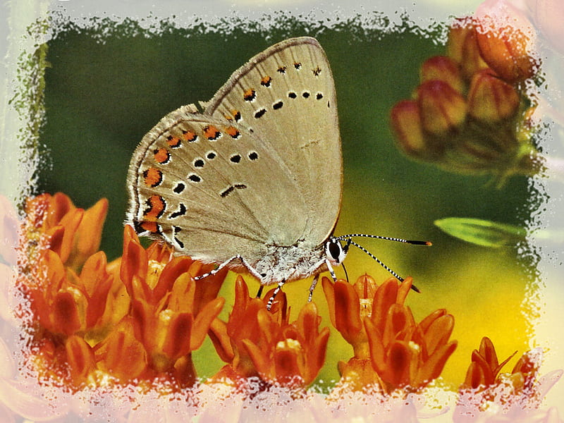 Karrner Blue Butterfly , karmer blue, graphy, butterfly, milkweed, wildlife, rare, animal, HD wallpaper