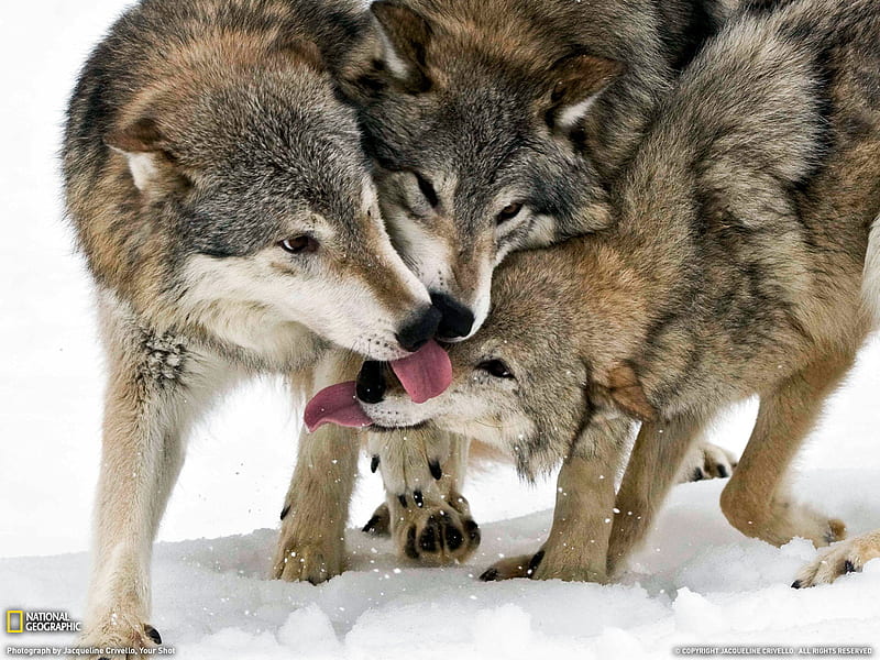 Gentle, carnivore, wolf, animals, winter, HD wallpaper