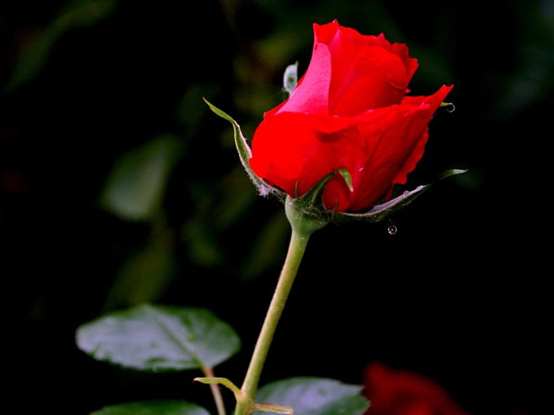 ONE LONG STEMMED ROSE, rosebuds, romance, love, flowers, beauty, valentine, roses, reds, HD wallpaper