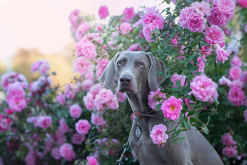 Dogs, Flower, Rose, Dog, Animal, Weimaraner, Rose Bush, HD wallpaper