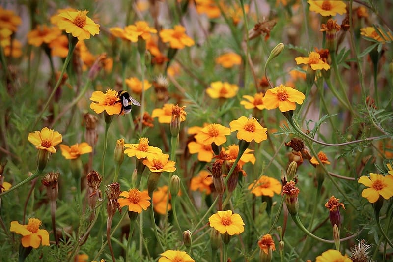 Yellow meadow flowers, poszmeh, beporzas, viragos ret, sarga virag, termeszet, kivirul, novenyzet, HD wallpaper