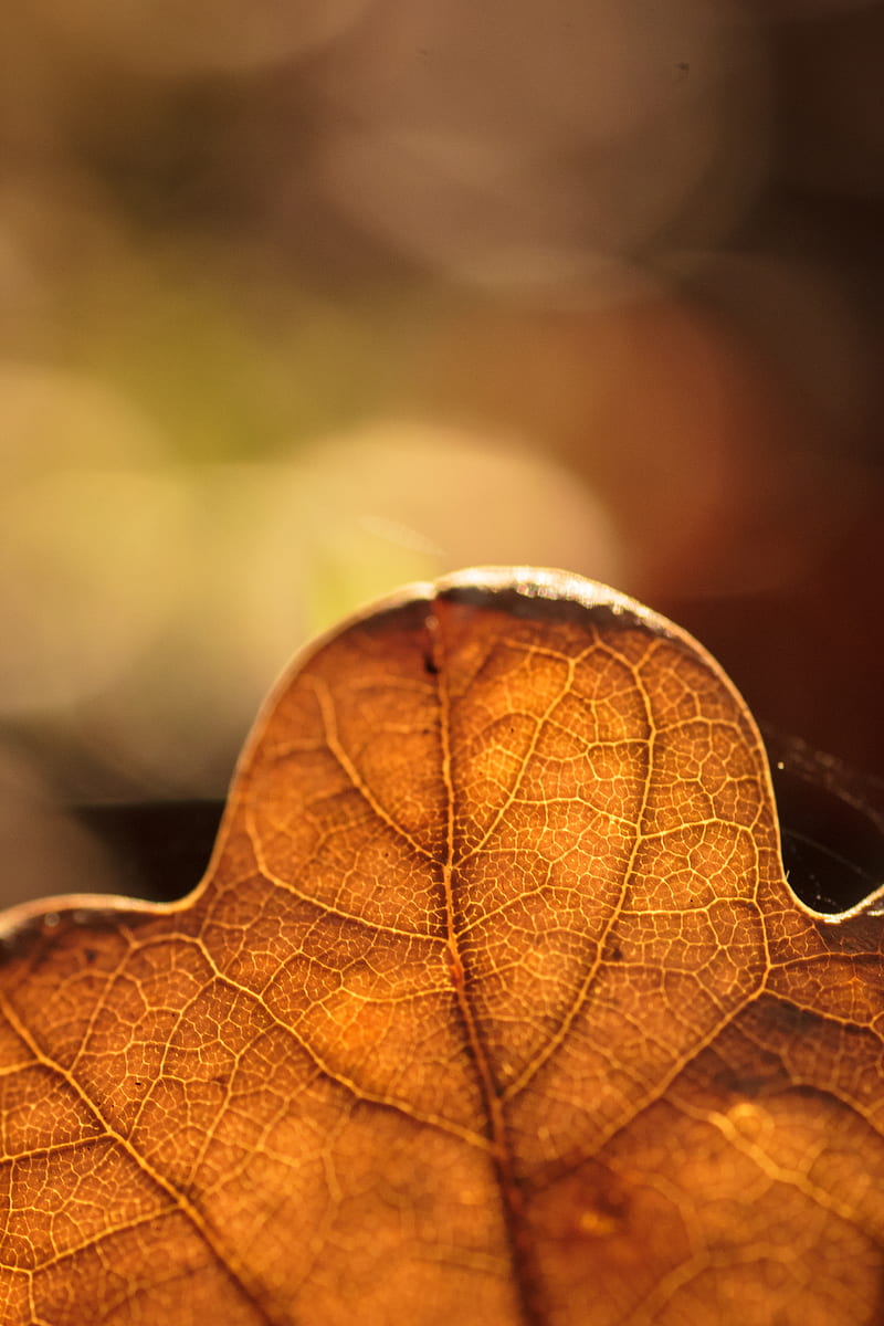 leaf, veins, macro, autumn, blur, HD phone wallpaper