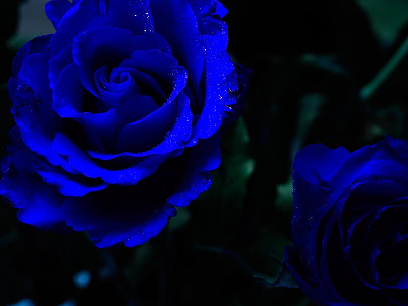 Blue Dreams, blue roses, dreams, blu night, roses, love, beauty, nature, blue, HD wallpaper