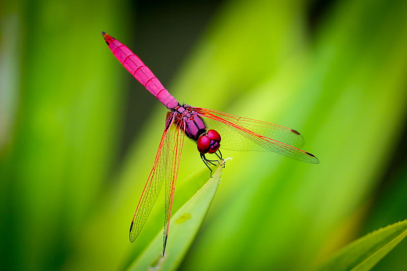 pink dragonfly perching on green leaf, HD wallpaper