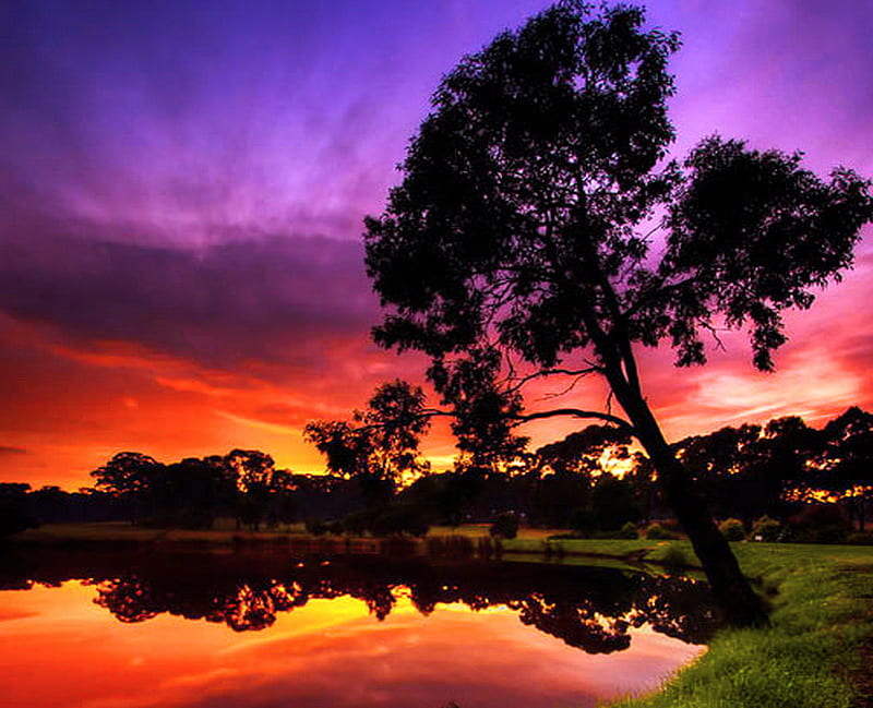 Day is done, tree, gold, purple, orange, sunset, reflections, sky, blue ...