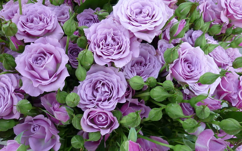 lilac roses, roses, rose color, floral background, color, purple roses, HD wallpaper