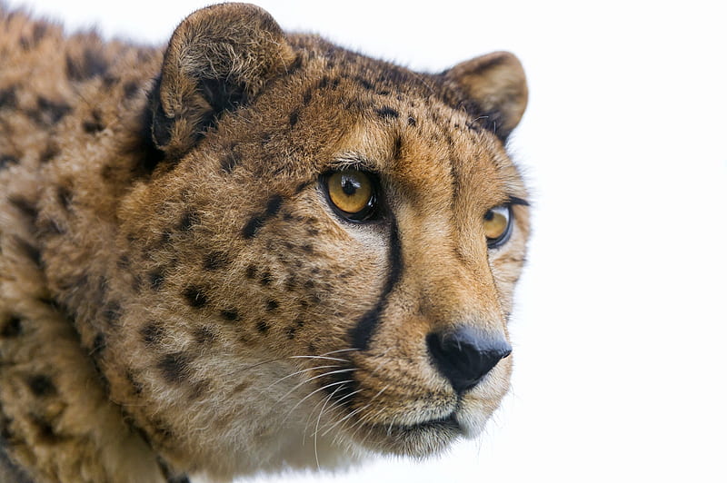 Cheetah, face, white, eyes, animal, HD wallpaper | Peakpx