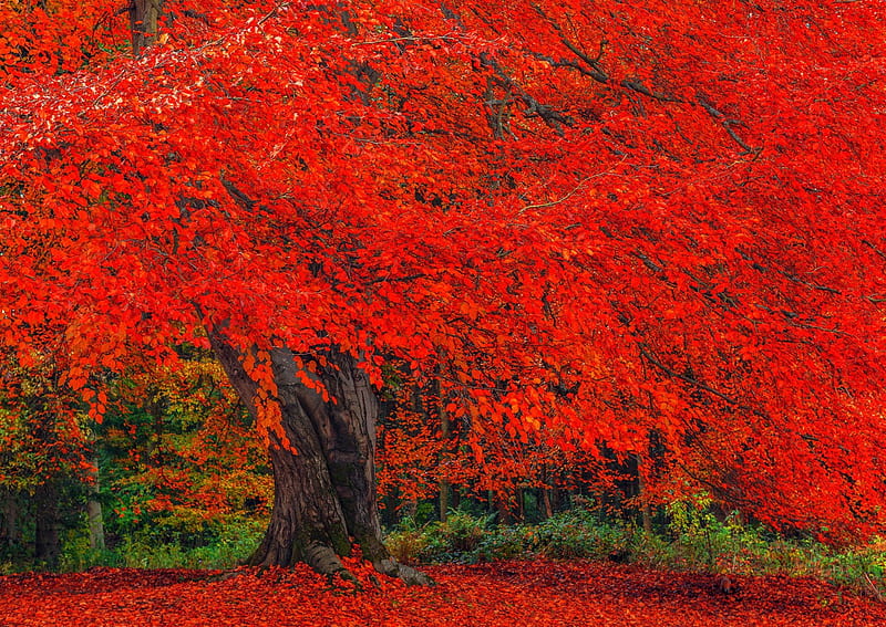 Red Autumn Tree Red Forest Fall Autumn Lovely Bonito Park