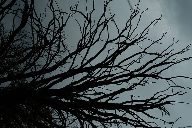branches, tree, sky, clouds, HD wallpaper