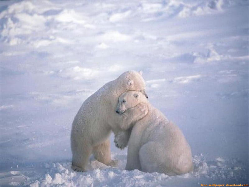 Bear Hug, hug, bears, loveable, animals, HD wallpaper
