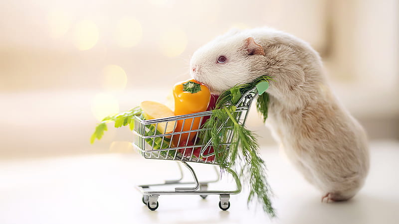 Guinea Pig Is Standing With Vegetable Cart In Blur White Background Animals, HD wallpaper