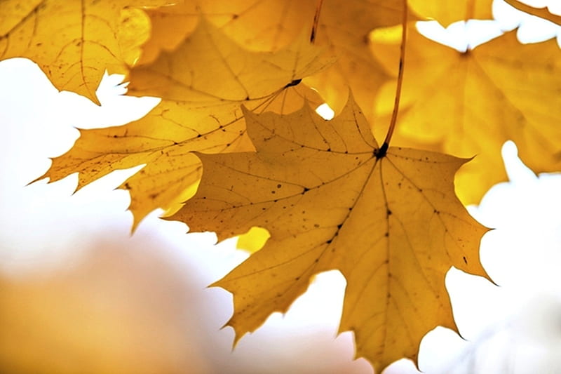 Otoño, fresco, grafito, naranja, naturaleza, hojas, Fondo de pantalla