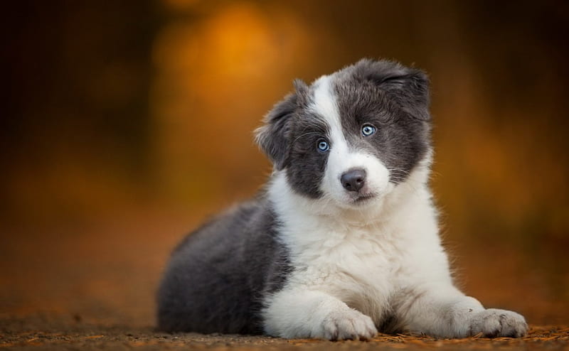 Puppy, autumn, orange, black, animal, spot, border collie, blue eyes, white, dog, HD wallpaper