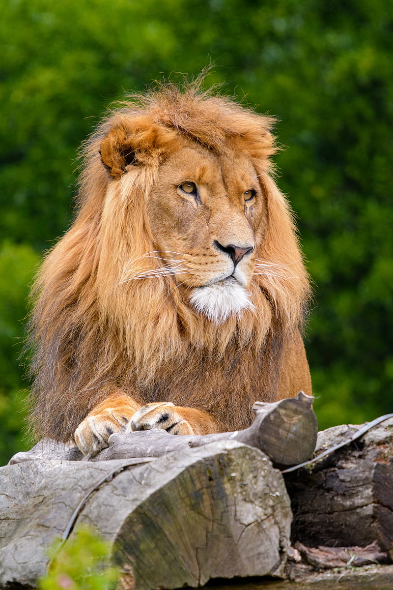 lion, big cat, king of beasts, HD phone wallpaper