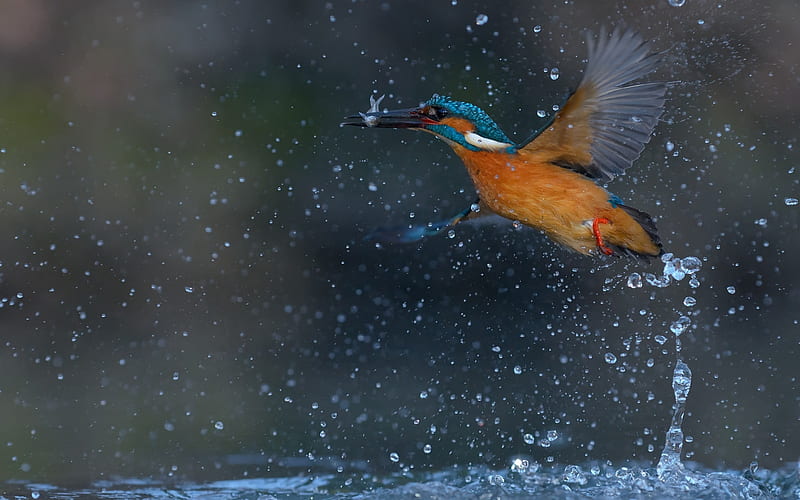 Kingfisher, Spray, Water, Bird, Catch, Fish, HD wallpaper