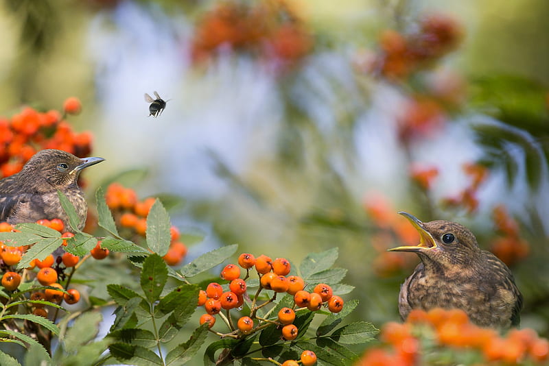rowan, berries, birds, blurry, bee, graphy, insects, Animal, HD wallpaper