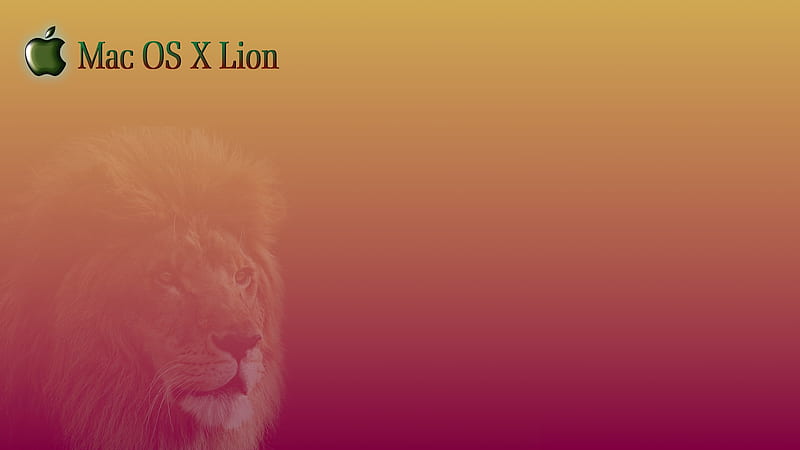 mac lion wallpaper,mammal,lion,vertebrate,hair,masai lion (#352773) -  WallpaperUse